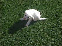 Zoey's Legend Of Raintoy Love