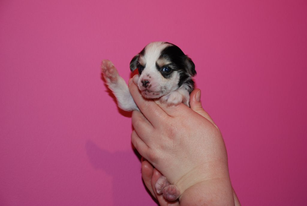 Bonniveras Glabra'tus