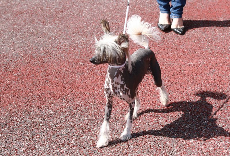 Denzel Nataki Fanrock