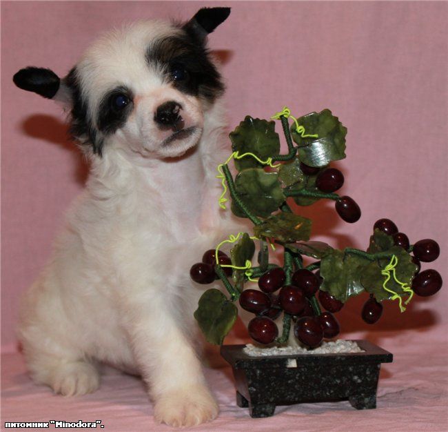 Maksimus SnowWhite Glamour Minodora