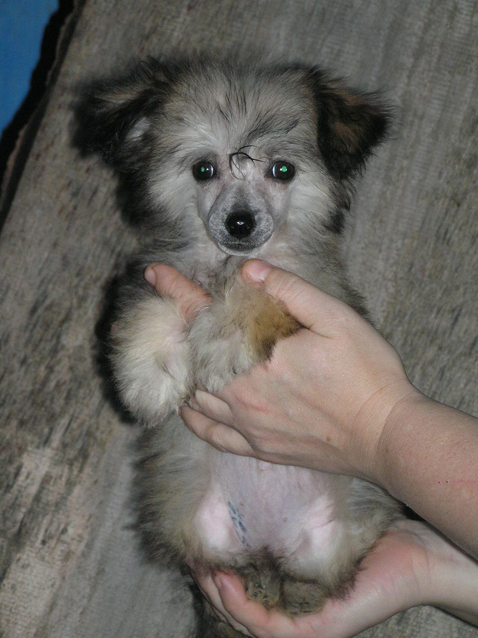 Elfgrace Gajrin Bessilfort