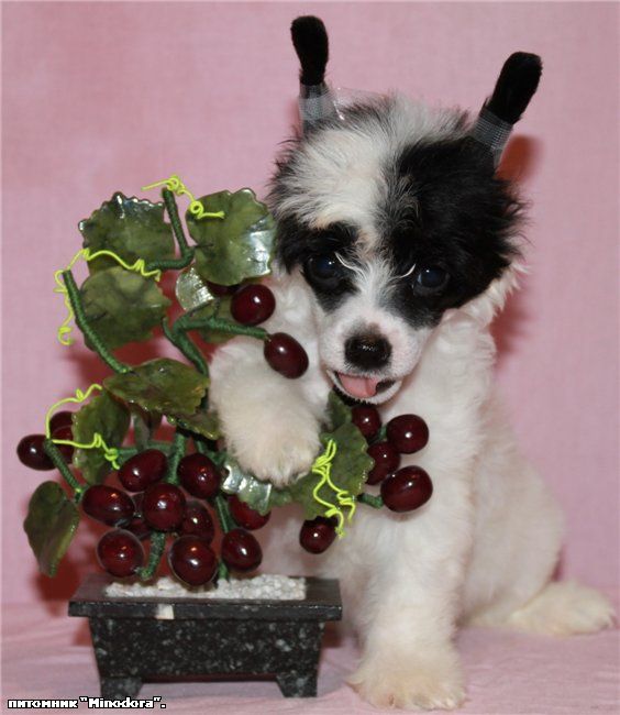 Milisenta LaChose Style Minodora