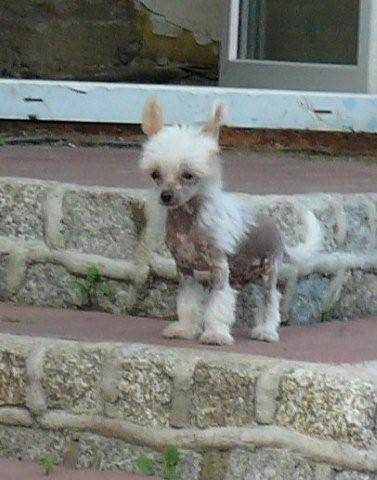 Prince Chrustowianki