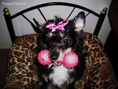 Xpozures Whisering Raven of Night