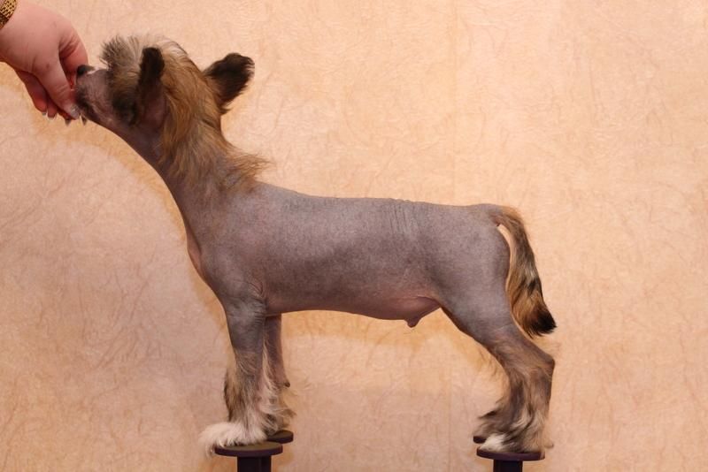 Zvezda Jamala Vol*nyj Viking