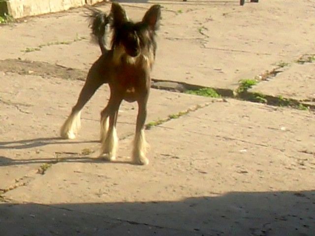 Vancuver Black Show Molosos Gratzi