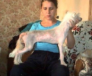 Shou Krokodail Arifmetika