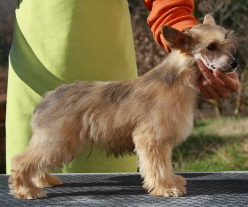 Pim Pam Toma Lacasitos de Schnauzerdreams