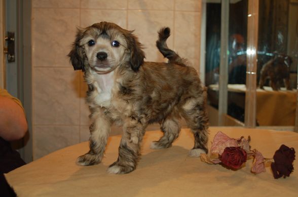 De La Mahafu's Princ Inez