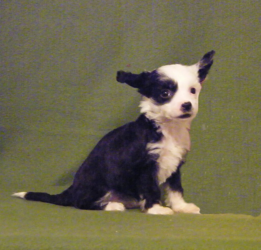 Crested Style Chudesnaya Feya