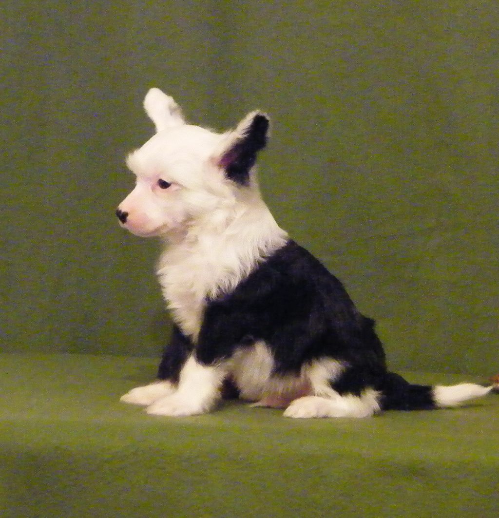 Crested Style Cherchel