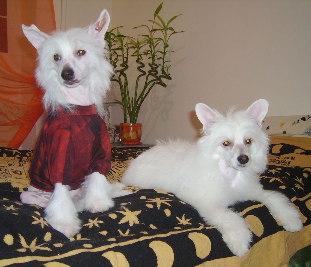 Kado Kitaiski Potselui Yanmar