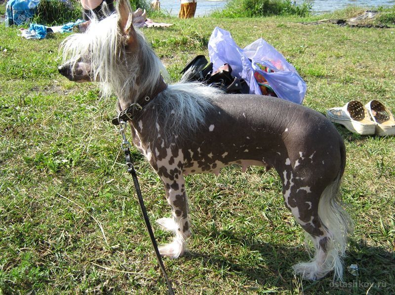 Chaina Dzhedai Jesika