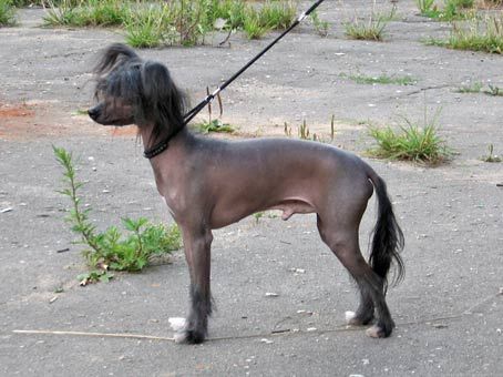 Bravo Andreano Chelentano