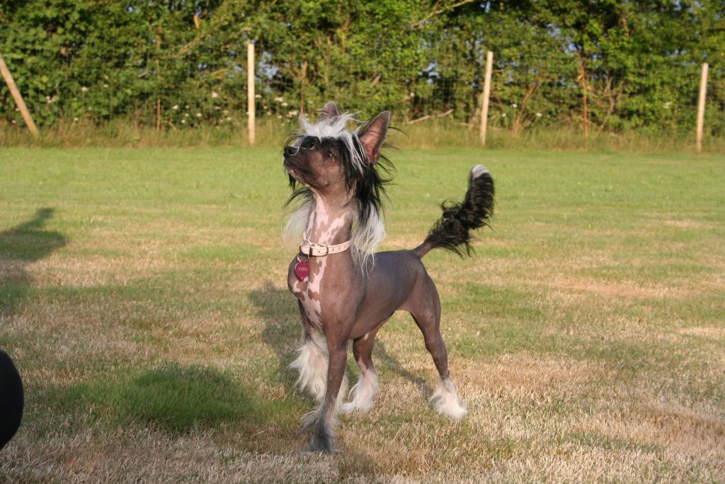 Hersted's Yorkshire Ying-Ying-Yo