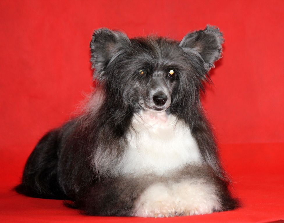 Apriori Vip Zest Angel Look