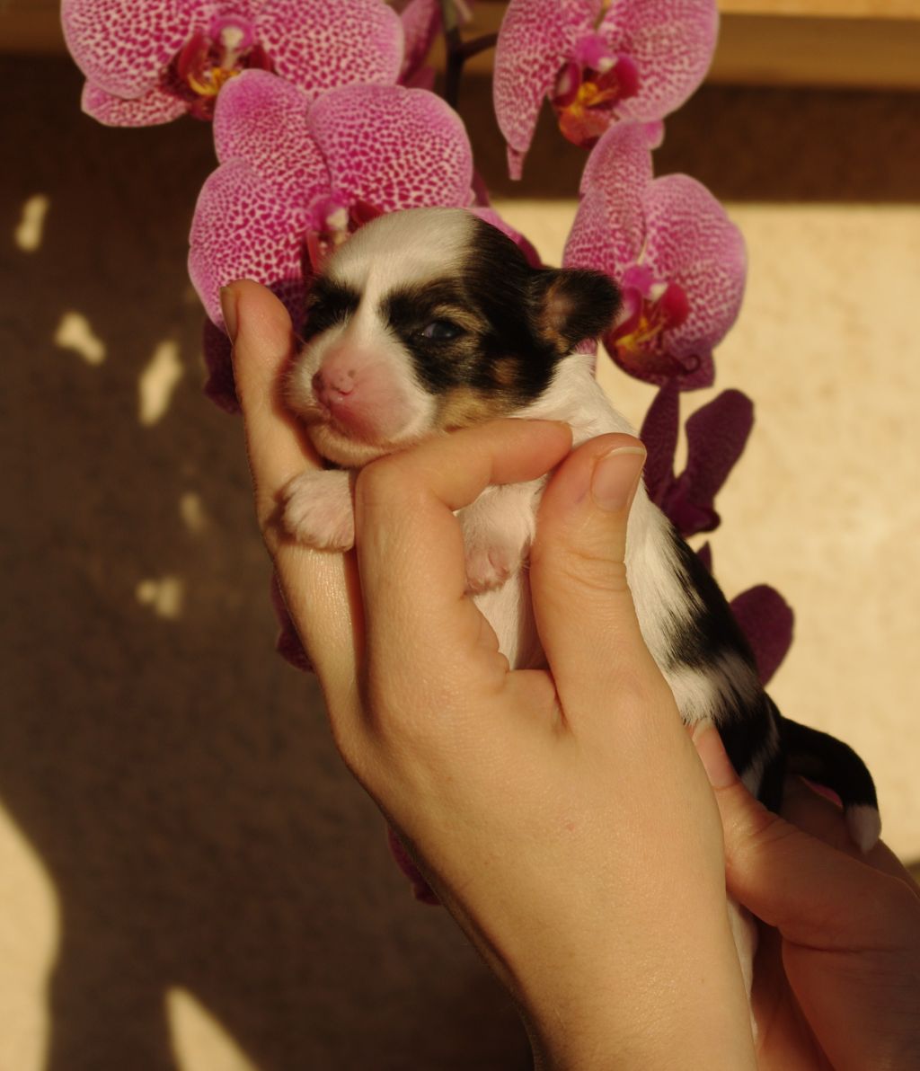 fée Mini T des gardiens des elfes
