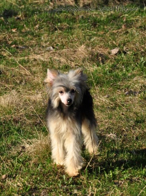 Elfgrace Yuviana Rendell