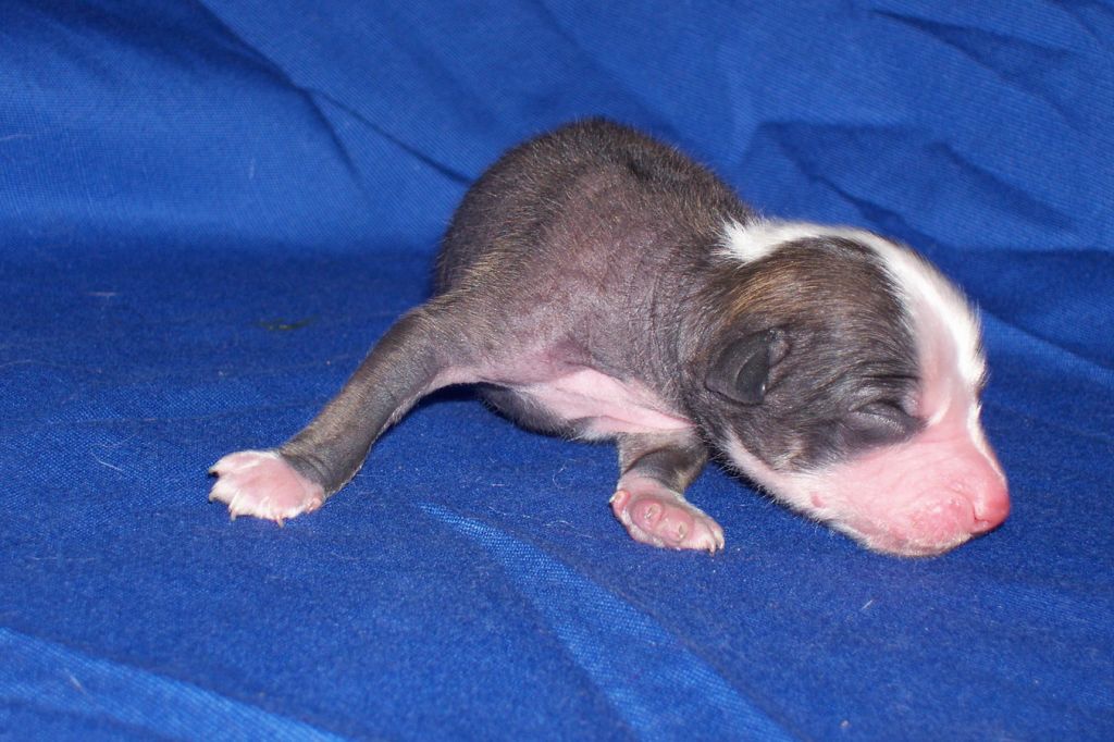 I..... iz Zelenoy Roshi