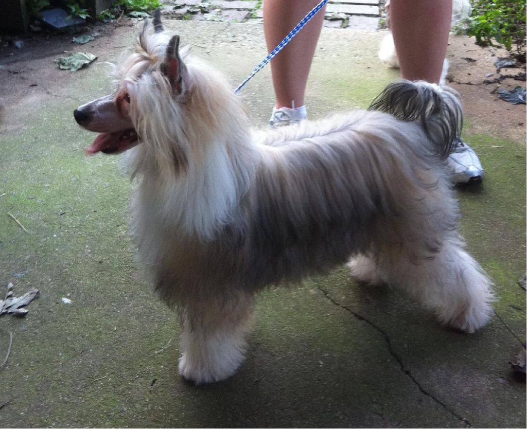 Grinmor's Amazing Heir