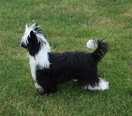 Grinmor's All That Shines And Shimmers