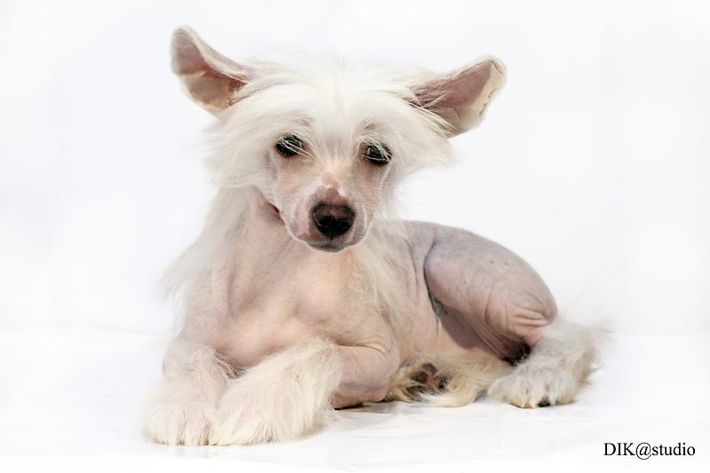 Nyu Art Egorovna Shalun'ya