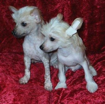 Nyu Art Igrok Vse Vetri Oseni V Tebe