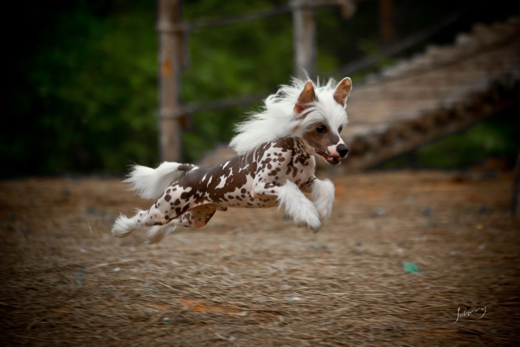 Olivera's There's An App For That HL