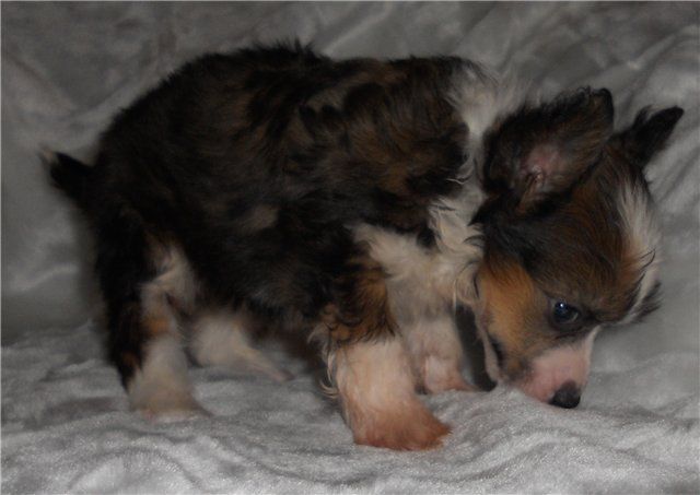 Fancy Style J'ai Ose