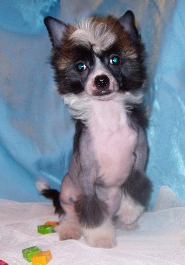 Perl Magic Chunga-Changa