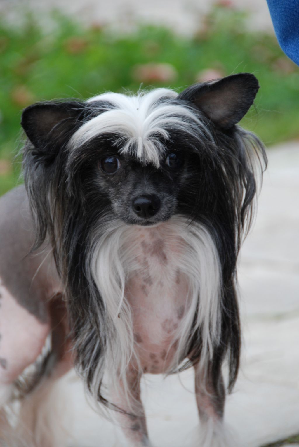 Perl Magic Charodeika