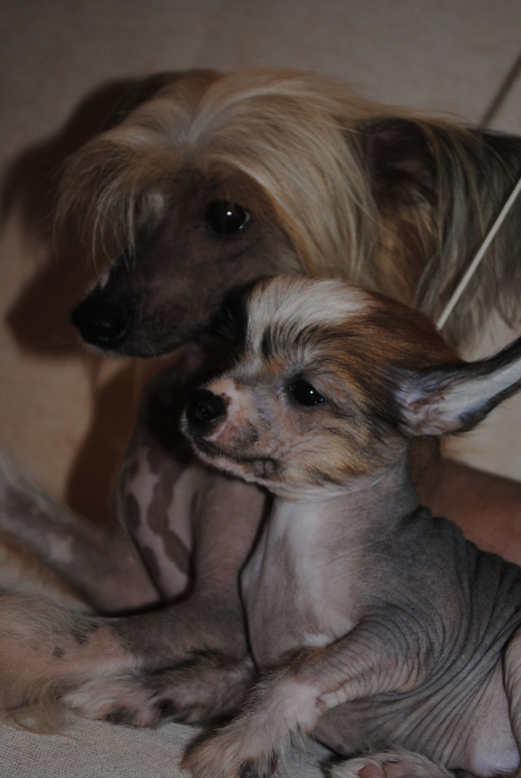 Hohlatiy glamour Daimond Dakar