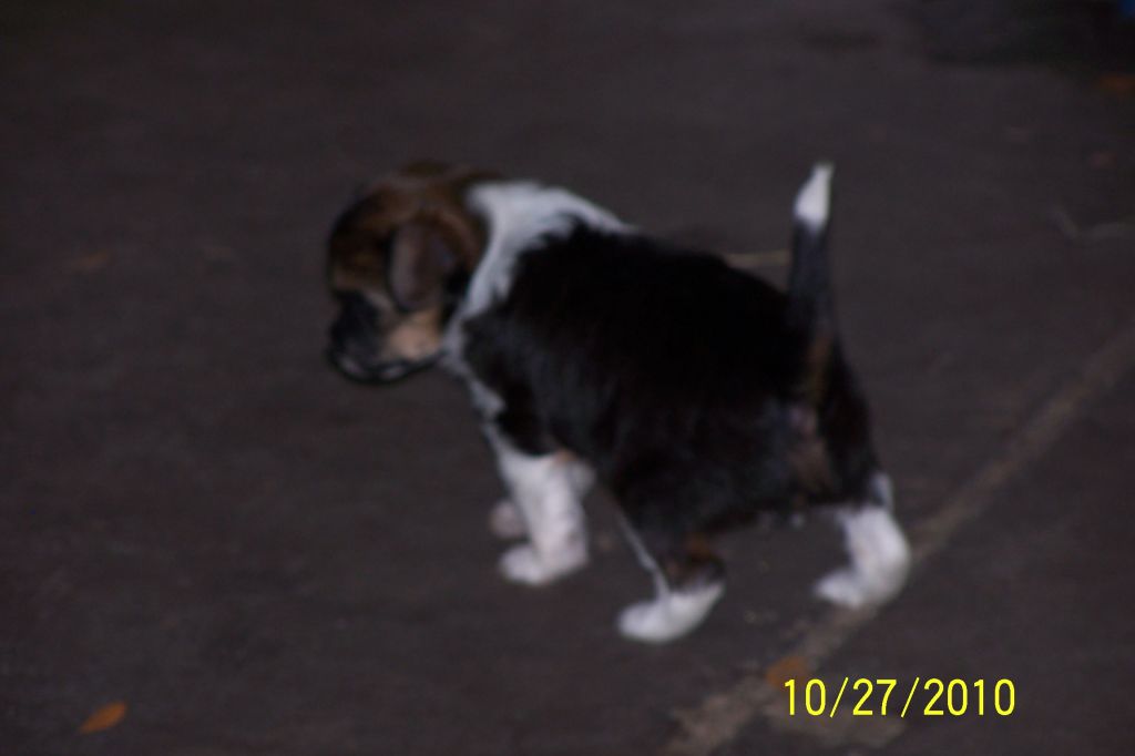 Altacrest's Cinnamon Life