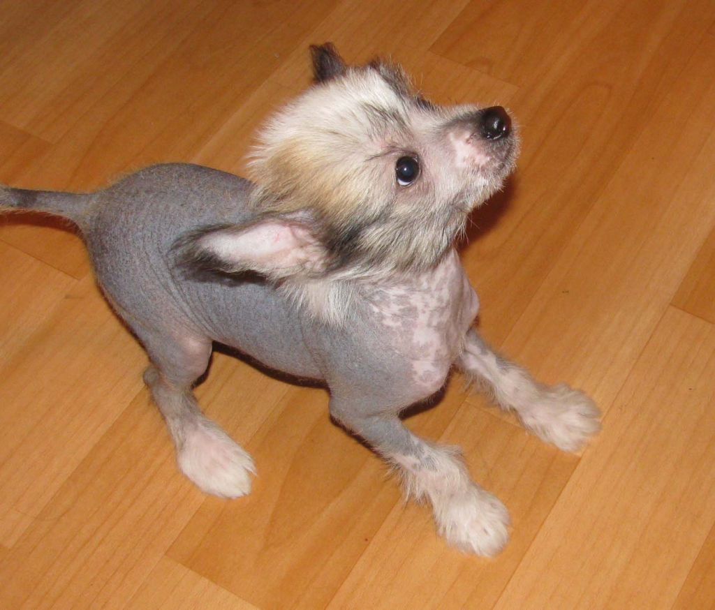 Manhattan Star de Fageiro