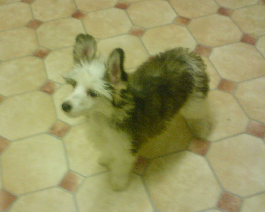 Moonswift Miss Sunrise for sigyns