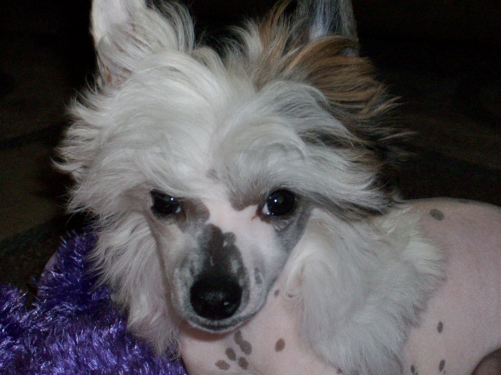 Presenting Wishing On A Star