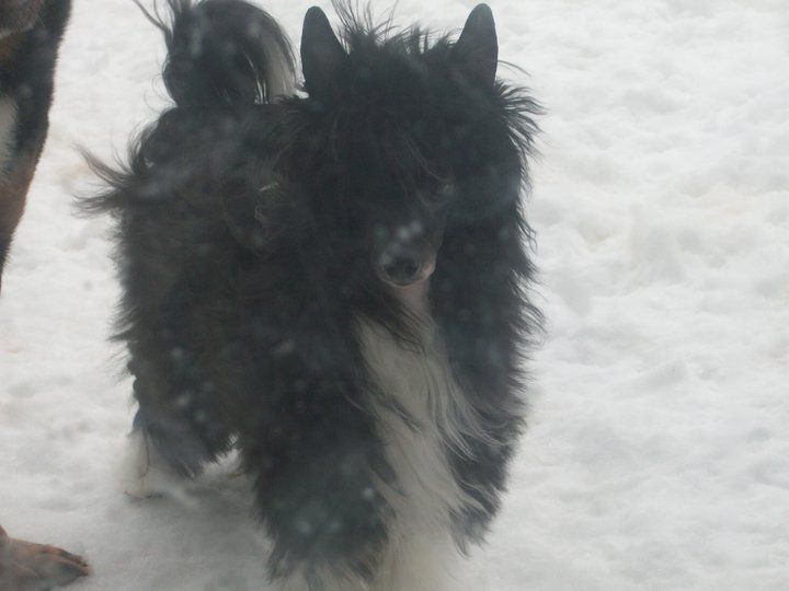 Presenting Baby Got Back