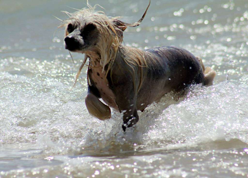 Mashama Mazi Rus Julikana Shosha