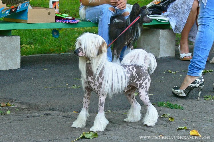 Umbro Kanis Butterfly