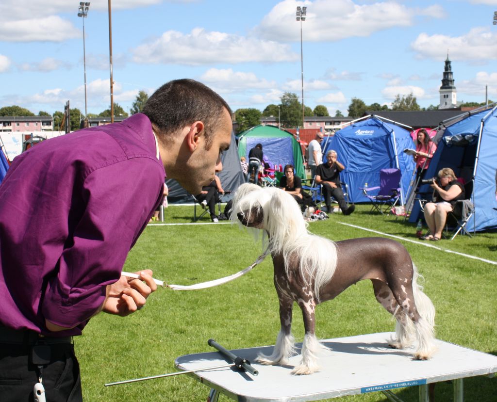 Topgrade She's The Lady