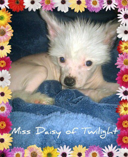 Twilights Driving Miss Daisy