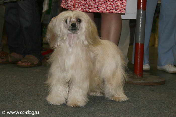 Glamurnaya Croshca Gloris