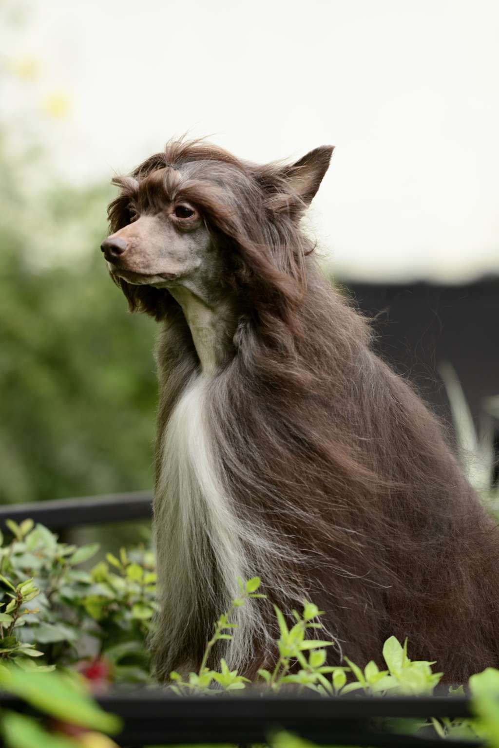 Uspeh Milisenty ot Lyali Beloy