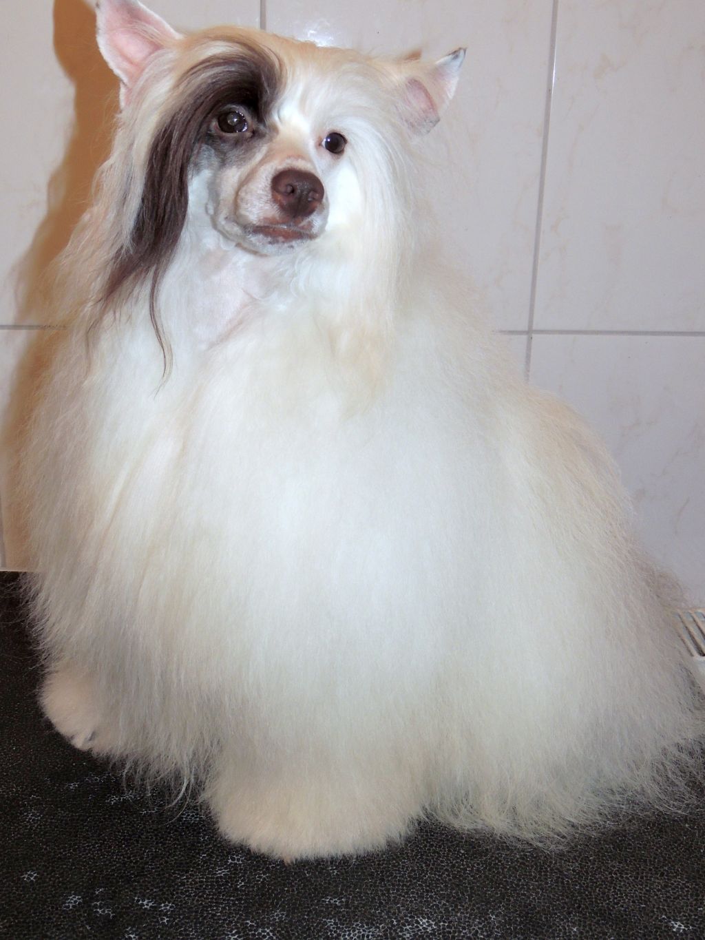 Unikum dlja Bella Konstanta ot Lyali Beloy