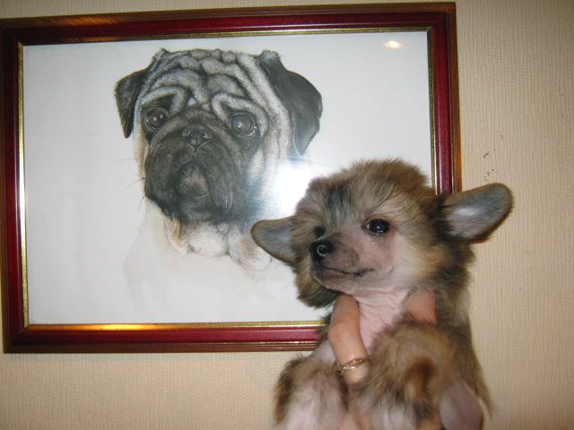 Vivat Yslav Zvezda Vostoka