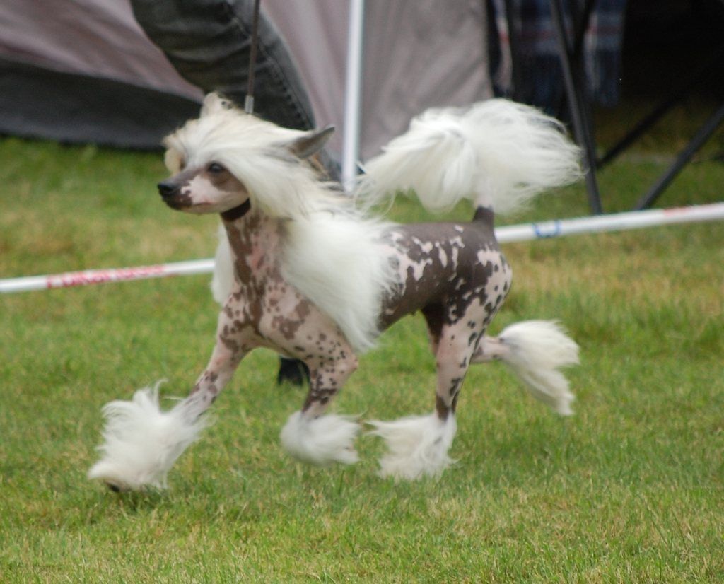 Kranar Erika Show Queen