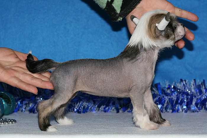 Status Imperial La Luna