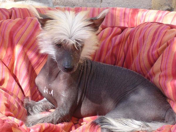 Django des Picholines