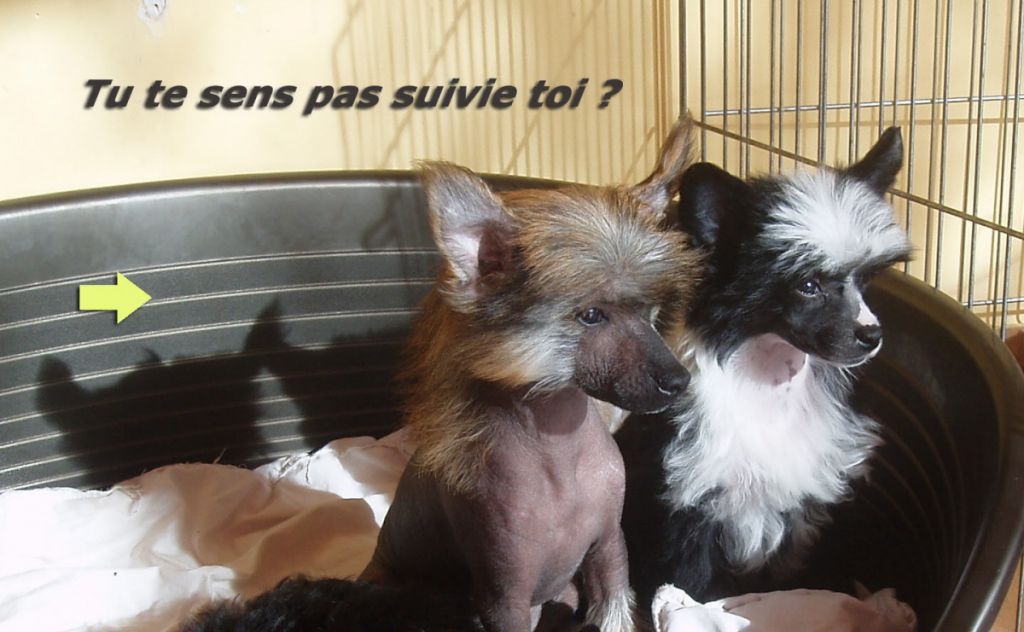 Dush's des Picholines