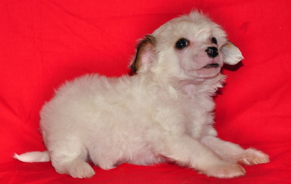 Karnelius Cinzano Rosso